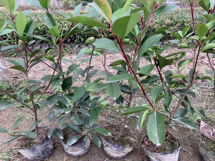 30-80公分红叶石楠 山东红叶石楠球