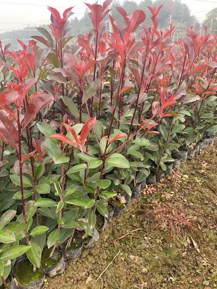红叶石楠价格