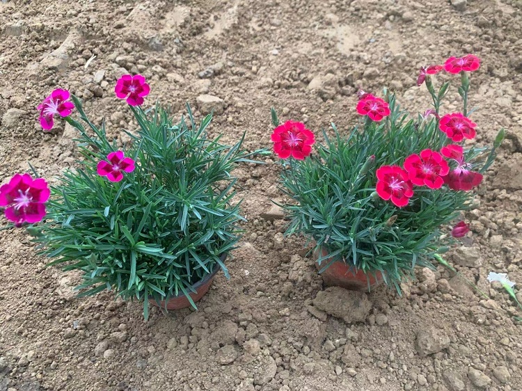 杂交石竹批发  石竹种植基地