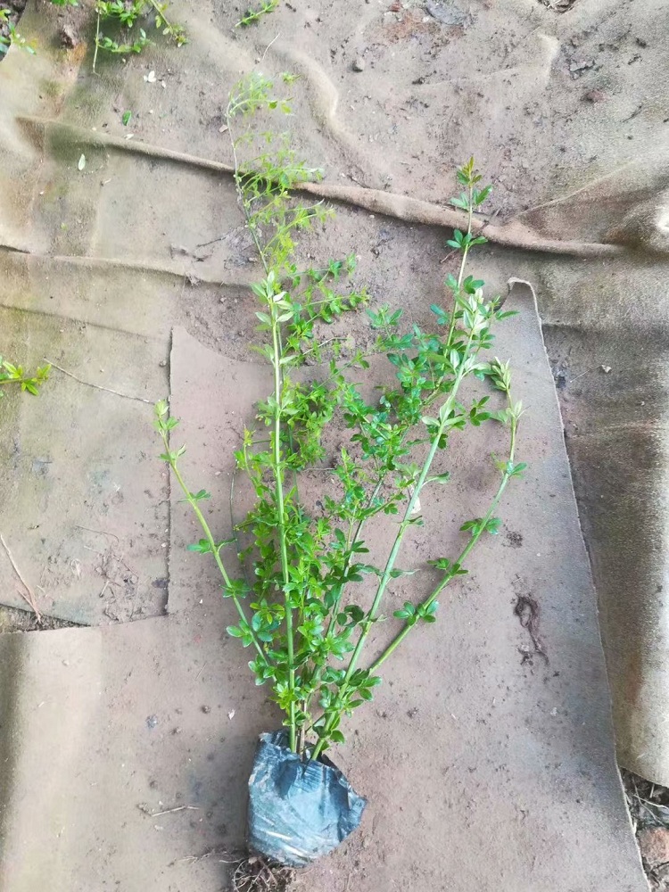 迎春花