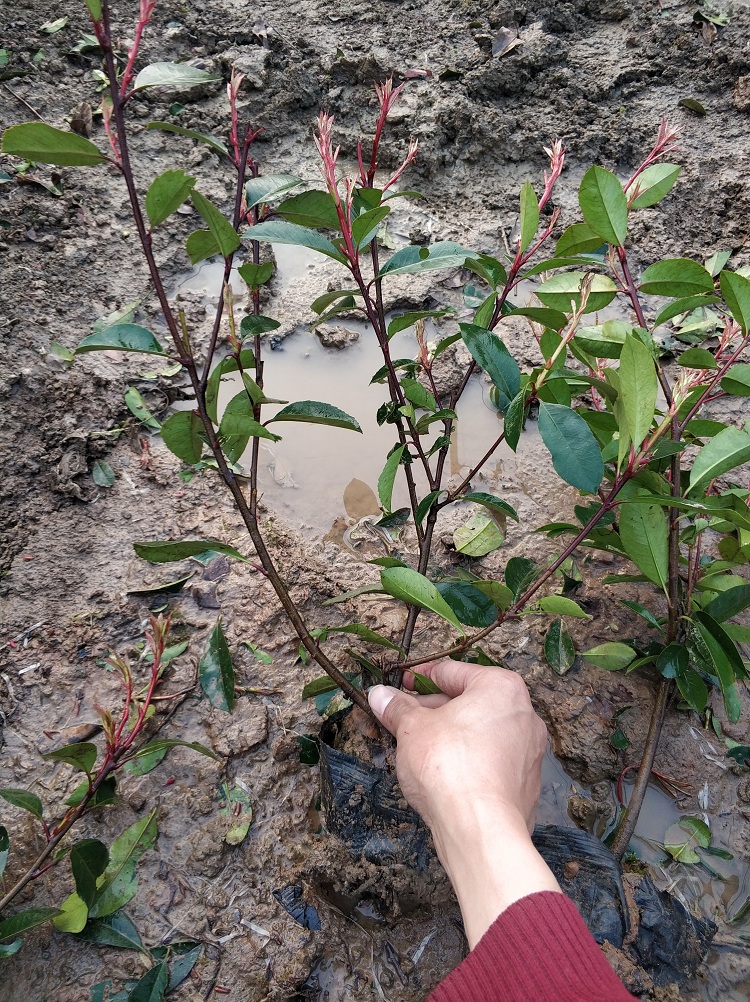 红叶石楠价格