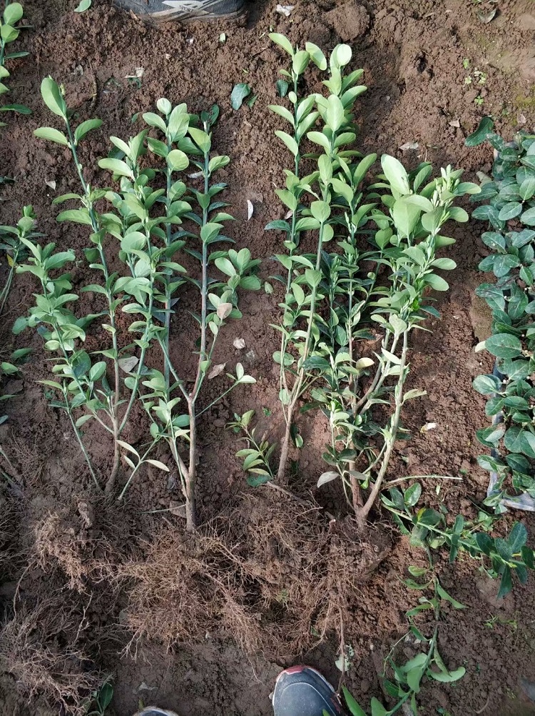 冬青 龟甲冬青冬青种植基地批发