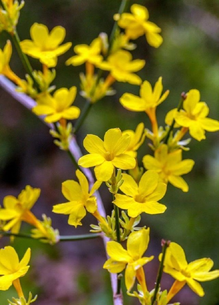 迎春花