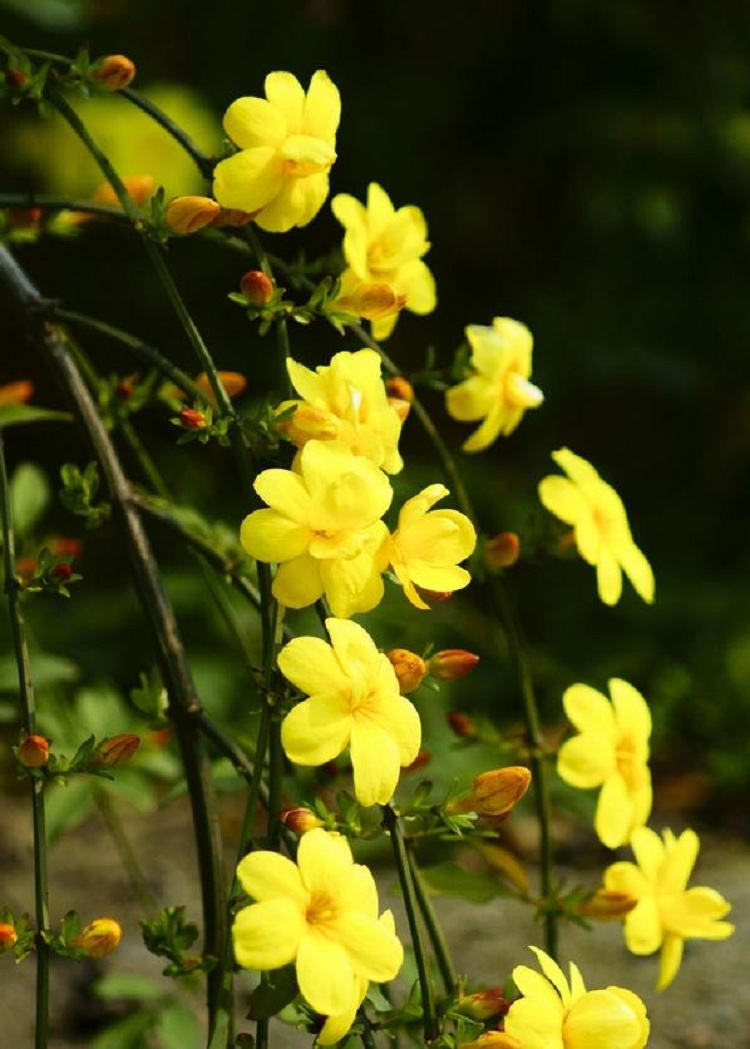 绿化用迎春花屁股 丛生迎春花价格