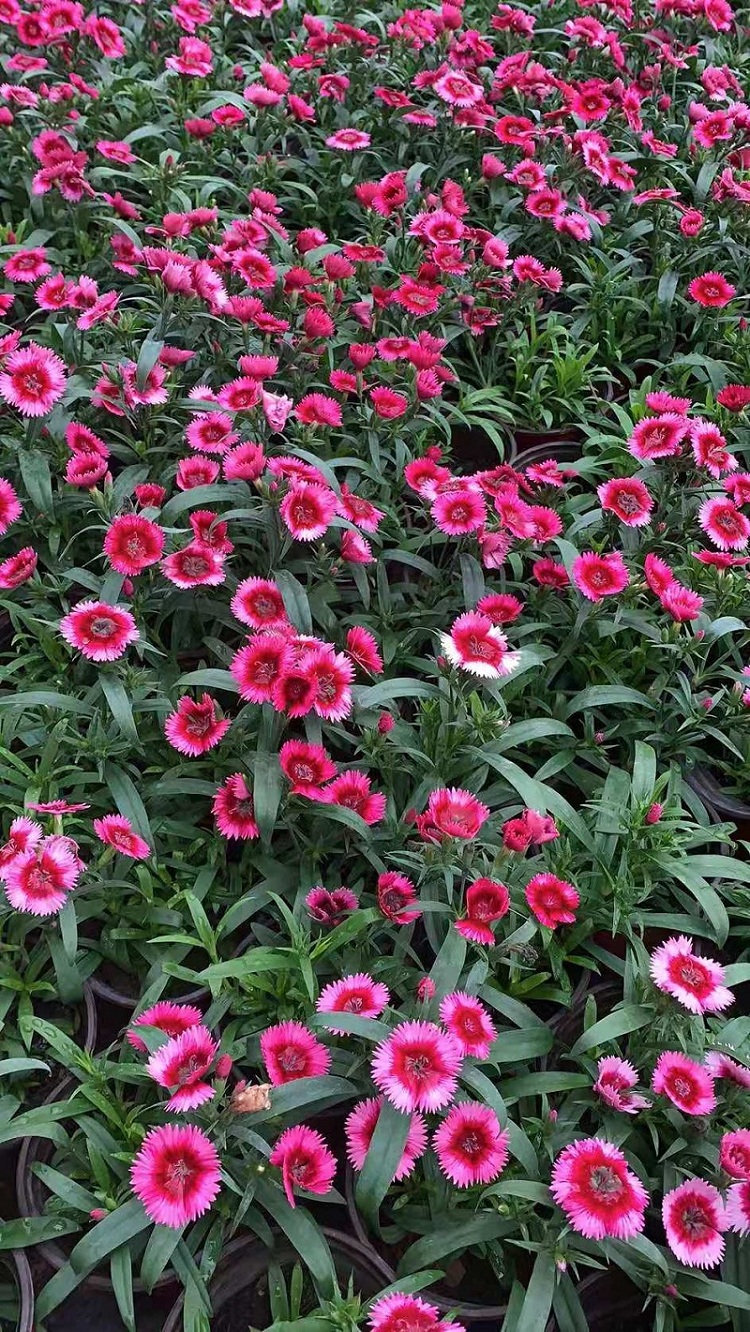 杂交石竹价格 出售杂交石竹 花卉育苗基地