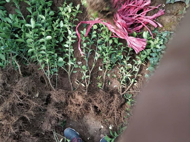 冬青 龟甲冬青冬青种植基地