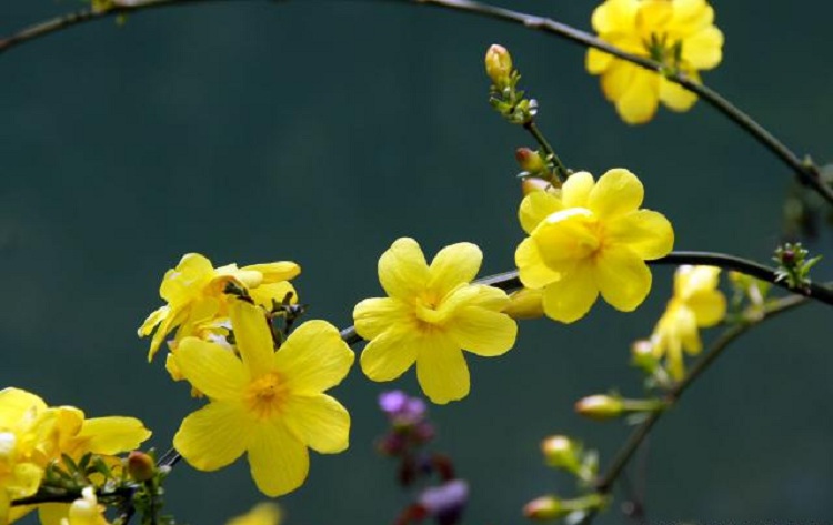 30公分迎春花苗 40公分迎春苗 50公分迎春花 60公分迎春花