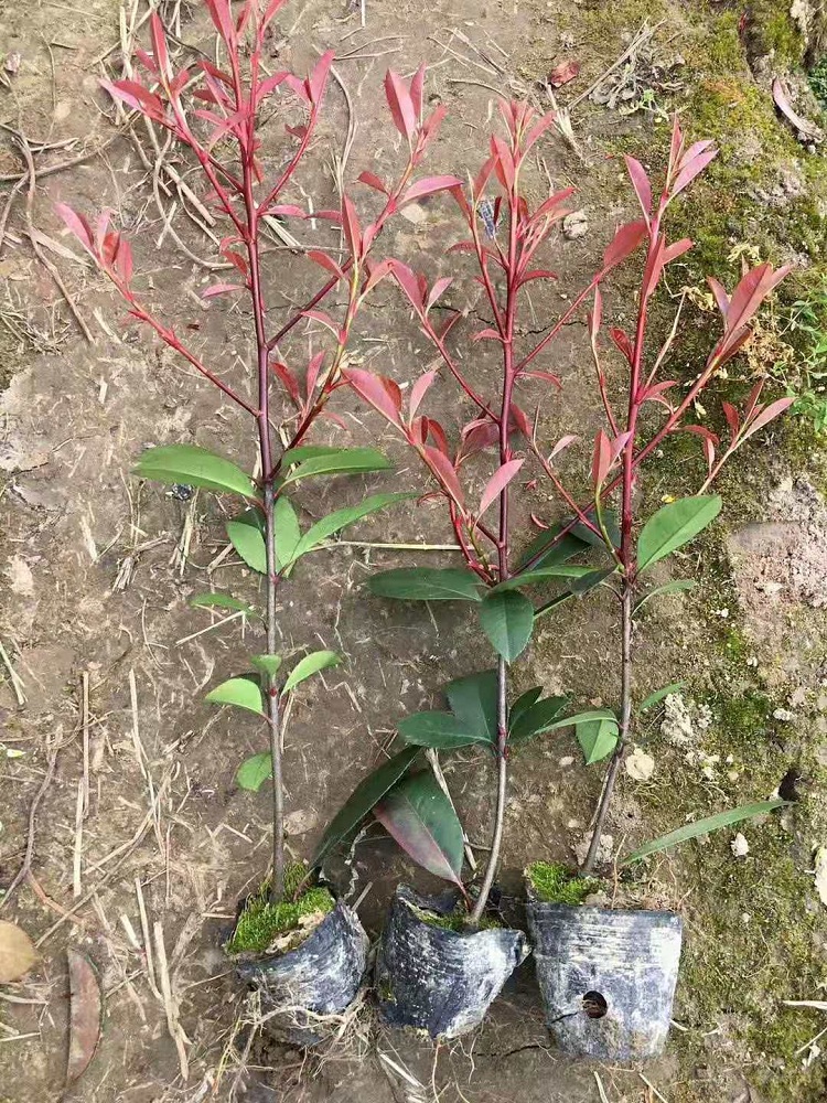 红叶石楠 石楠小苗种植批发