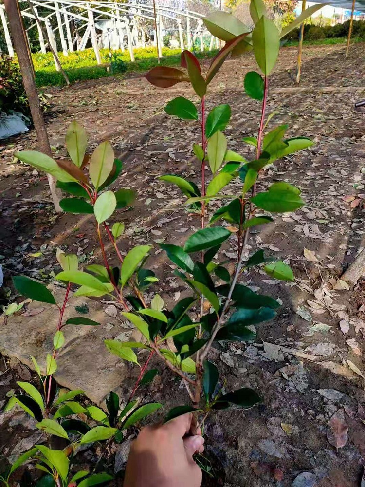红叶石楠球批发 石楠苗价格