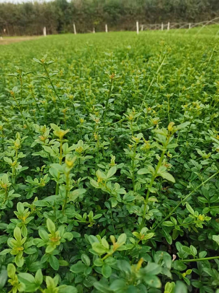 绿化用迎春花价格 
