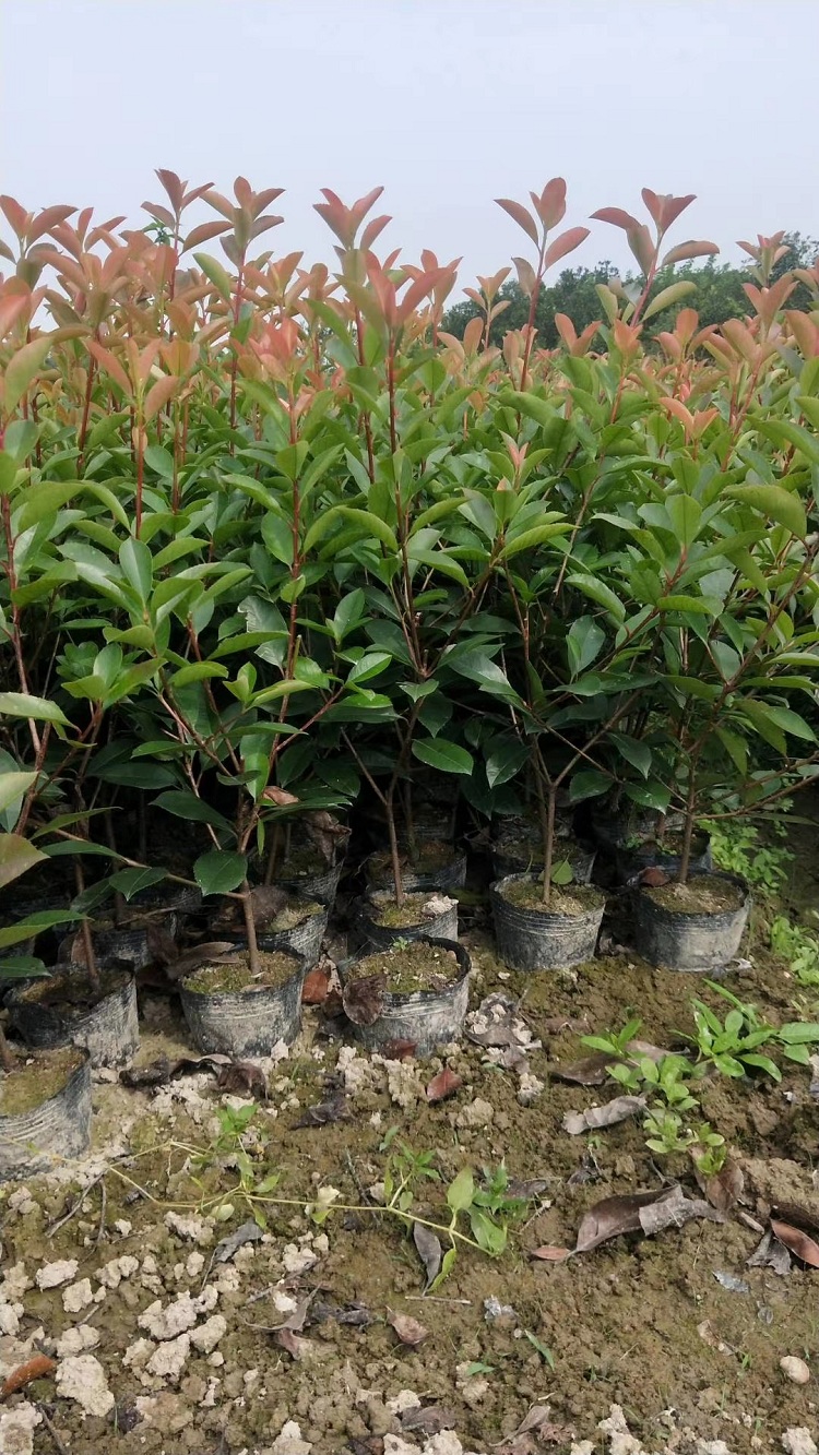 红叶石楠小苗 红叶石楠价格 顺和花卉苗圃直发