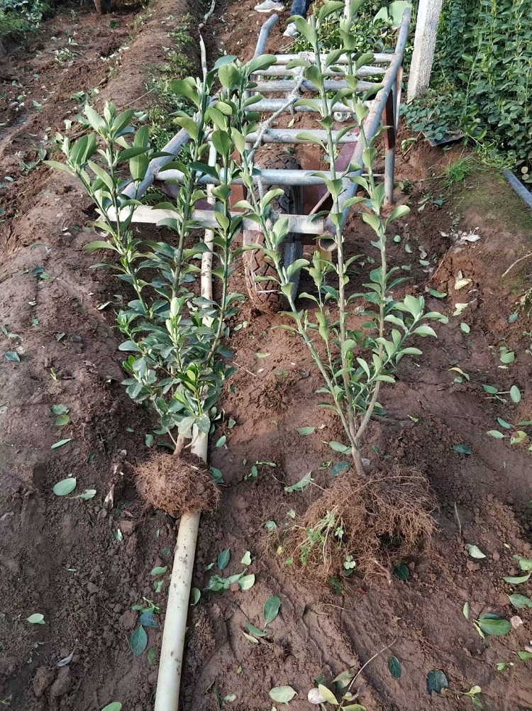 绿化工程苗冬青 青州冬青厂家