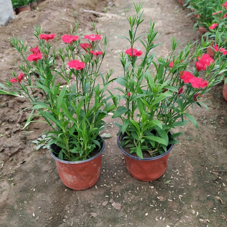 杂交石竹 基地直销观花杂交石竹 杂交石竹批发价格