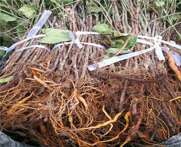 何首乌苗子批发 药材种苗种植何首乌  何首乌种苗价格 中药材何首乌 种植何首乌