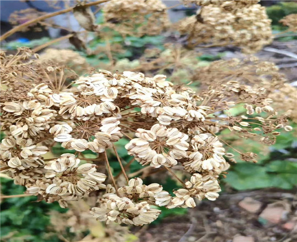 白芷种子 白芷种苗 药材种植  免费提供白芷种植技术