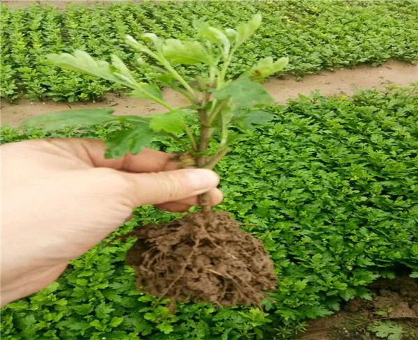 亳州瑞思农业菊花苗 菊花种植 药材种植