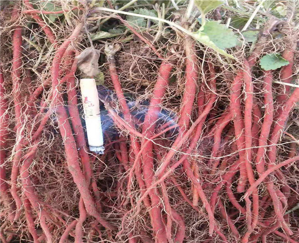 高产丹参苗 丹参药材种苗种植  丹参种植基地 提供技术种植丹参 大货丹参