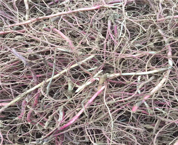 药材种植 紫菀芽子 药材种植基地 提供紫苑种植技术