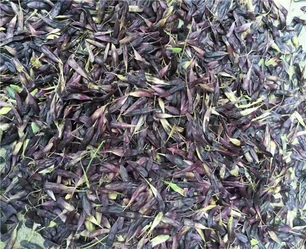 板蓝根种子 板蓝根药材种苗 免费提供种植技术 中药材批发板蓝根