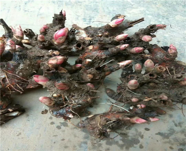 高产白芍芽头 药材种植 白芍种植技术指导