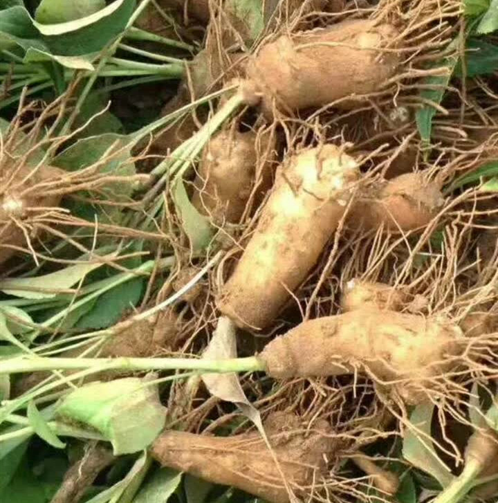 白术芽头 药材种苗 白术种植技术 白术种植基地