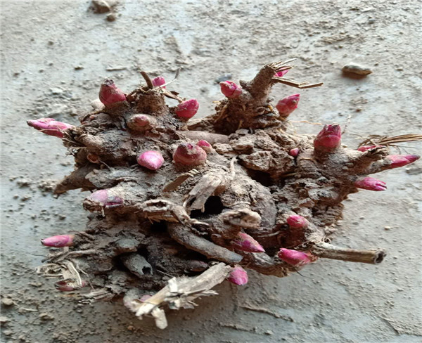 白芍芽头药材种苗白芍种植提供白芍种植技术指导