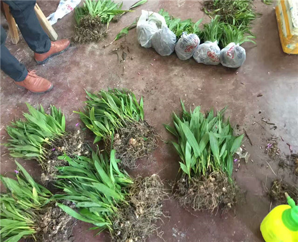 射干种苗 射干药材种植技术 射干种苗批发价格