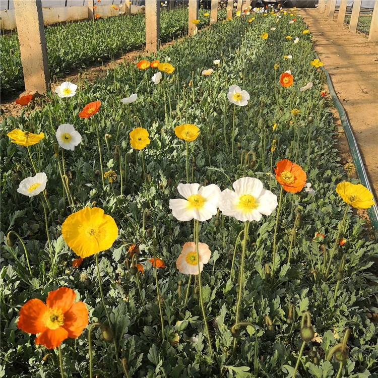 冰岛虞美人 青州草花基地 宿根花卉批发