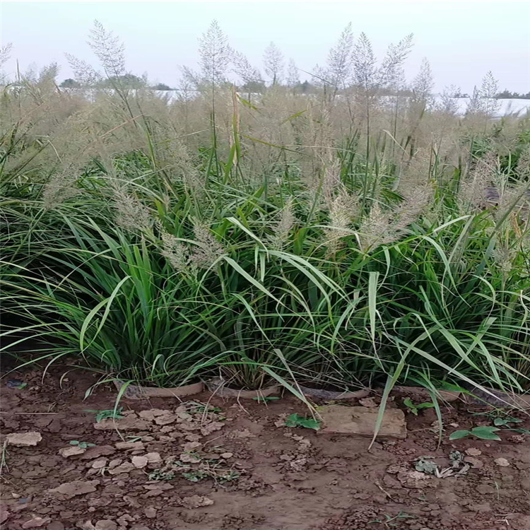 多色观赏拂子茅产地经销商 小区用景观用拂子茅价格
