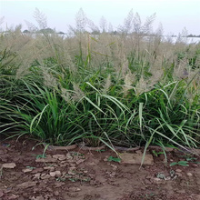 多色观赏拂子茅产地经销商 小区用景观用拂子茅价格