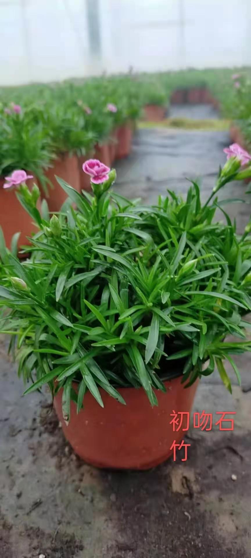 青州朵儿花卉  百万欧石竹批发基地