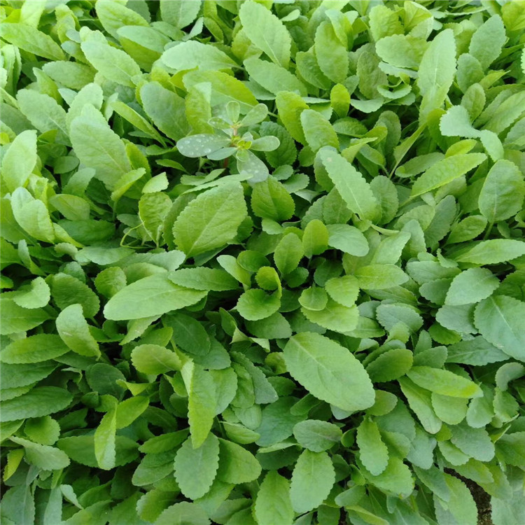 鼠尾草 蓝花鼠尾草 江瑞花卉基地直供