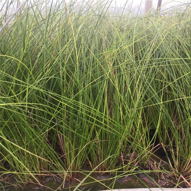 灯芯草 灯芯草价格 灯芯草种植基地 江瑞园艺灯芯草供应商