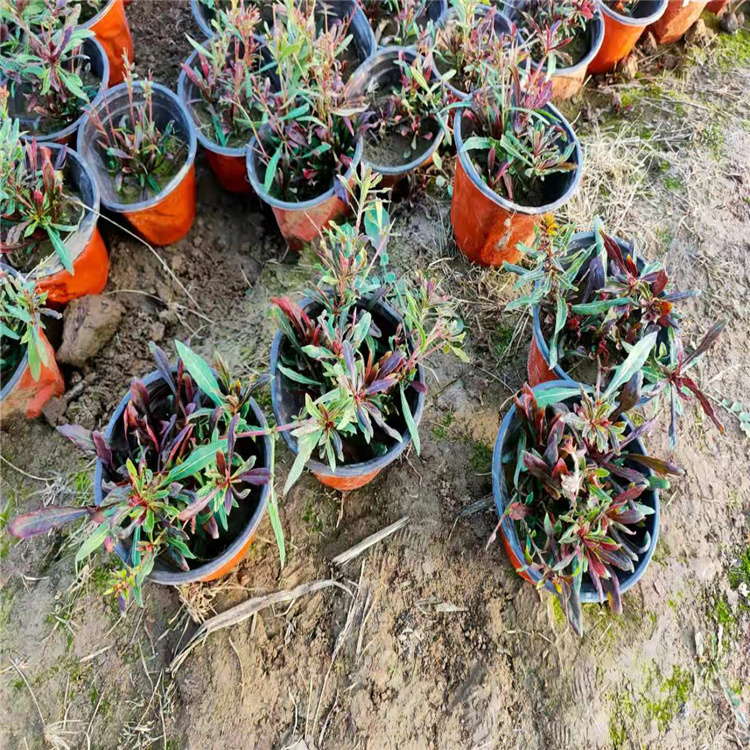 千鸟花 江瑞花卉山桃草基地 千鸟花直销商