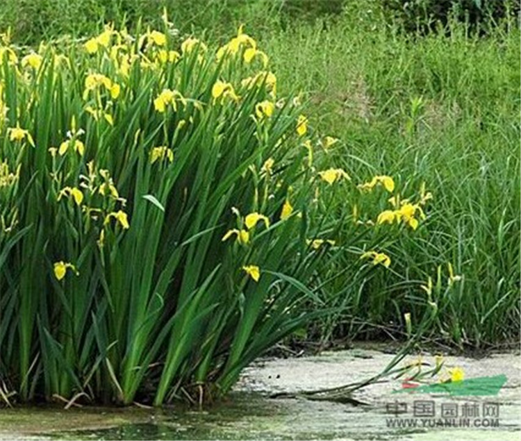 【海润】苗木种植 河北黄菖蒲种植方法 黄菖蒲 黄菖蒲种植方法30公分高