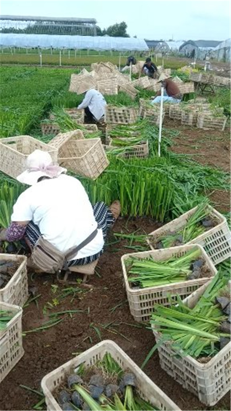 【海润】苗木种植 河北黄花鸢尾批发 黄花鸢尾 黄花鸢尾批发