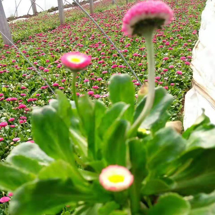 粉色雏菊种植基地 雏菊花海 天卓雏菊批发