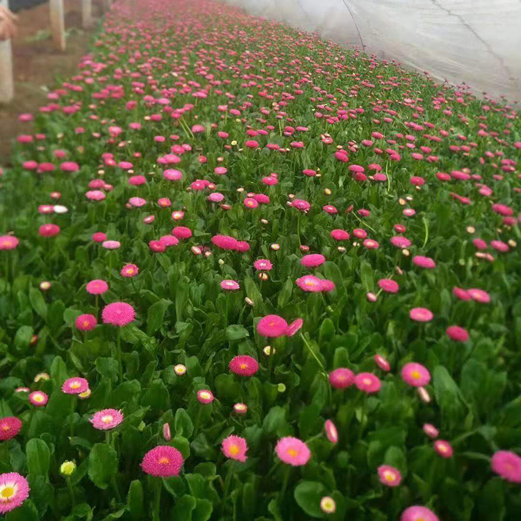 青州草花 雏菊花卉基地 雏菊草花批发