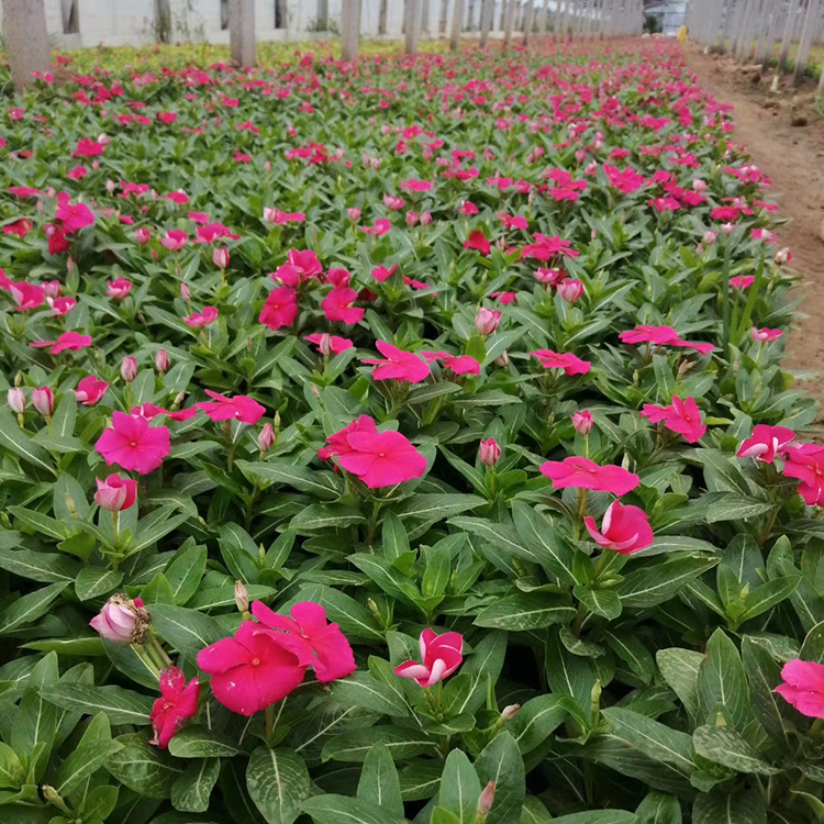 观赏草花批发 长春花种苗 长春花价格 自产自销
