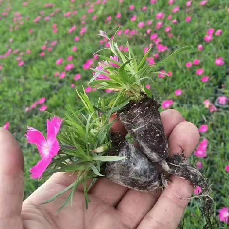 大量批发欧石竹小苗 早春欧石竹价格