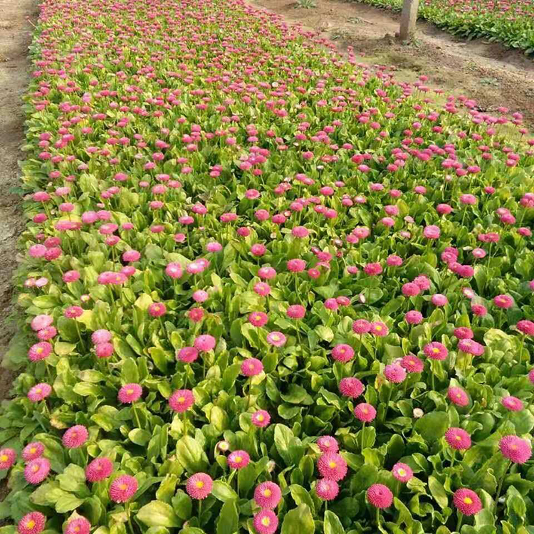 基地出售 雏菊盆栽小苗 也叫春菊 天卓花卉