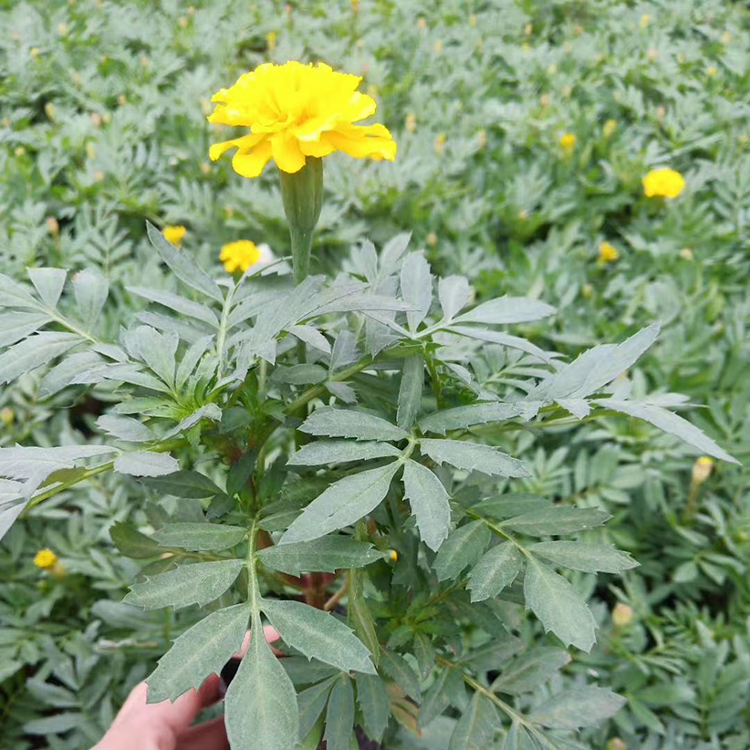 孔雀草 庭院观赏盆栽花卉 一年生草本植物 价格优惠