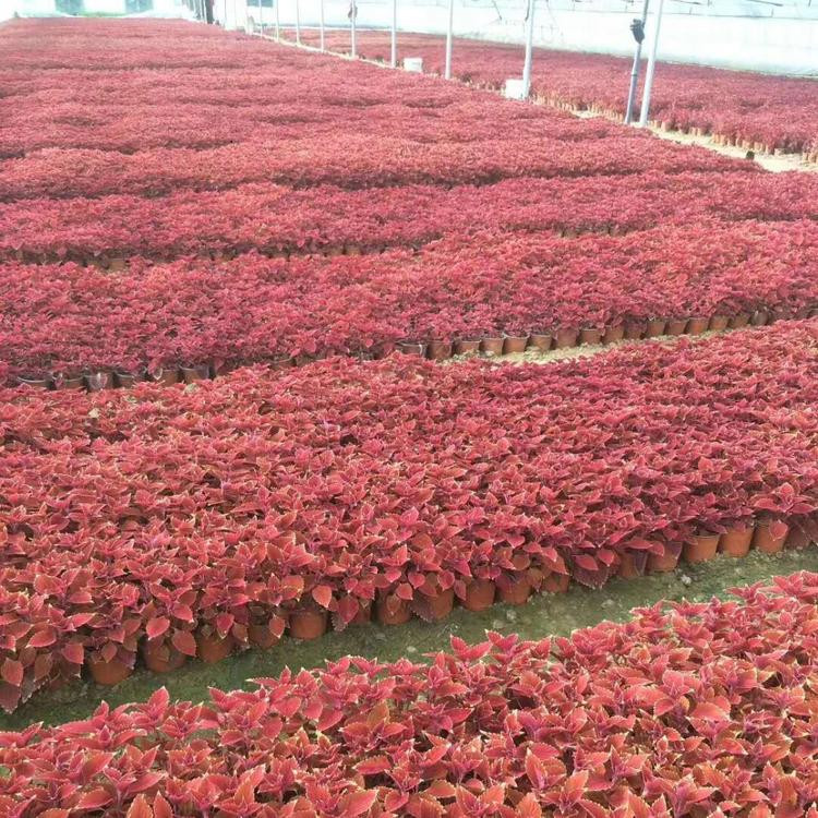 彩叶草种植基地 时令草花 山东彩叶草