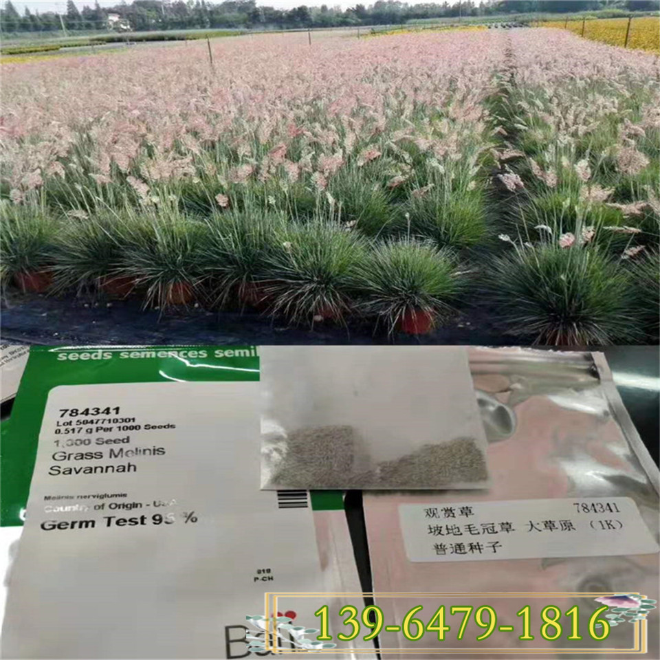 批发重庆坡地毛冠草小苗 糖蜜草盆栽观赏草基地直发
