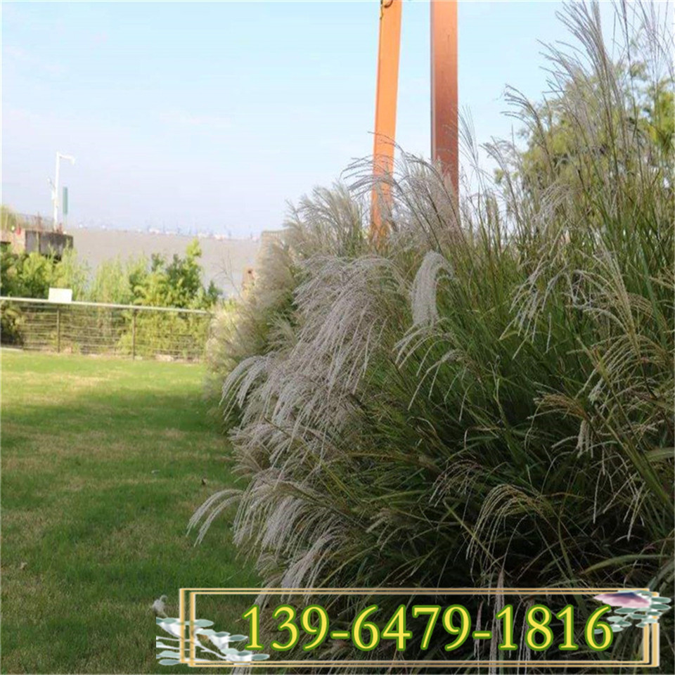 耐寒耐旱矢羽芒盆苗种植 耐湿耐贫瘠观赏草矢羽芒绿化苗 青州花卉