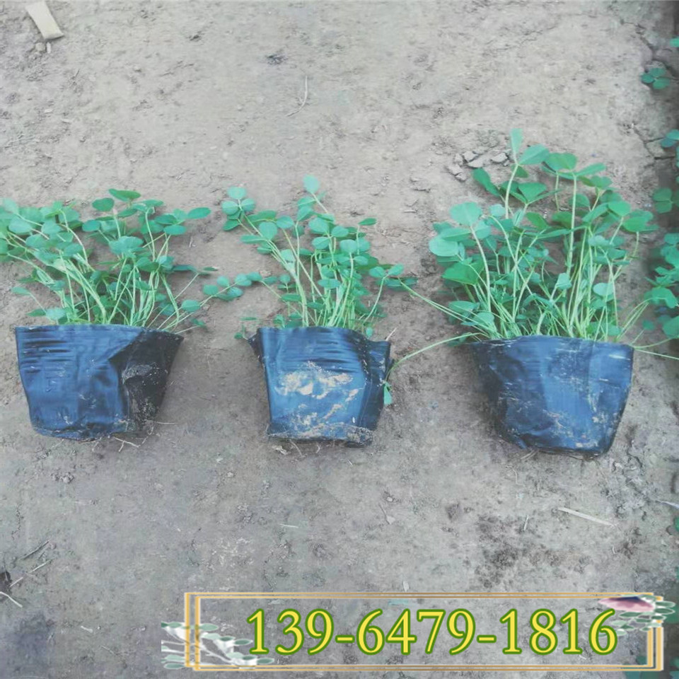 三叶草种子 护坡地被植物红三叶 青州白三叶小苗