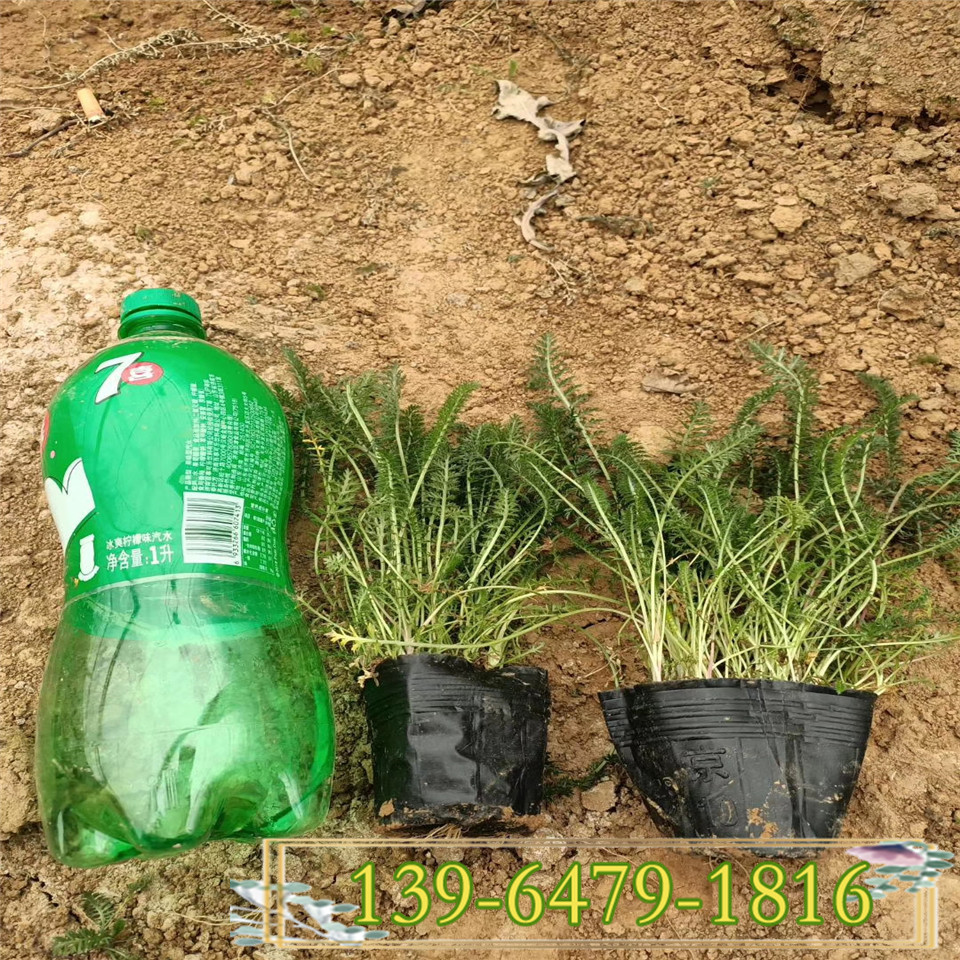 千叶蓍草营养袋苗 青州宿根植物  花期5-11月的蓍草苗
