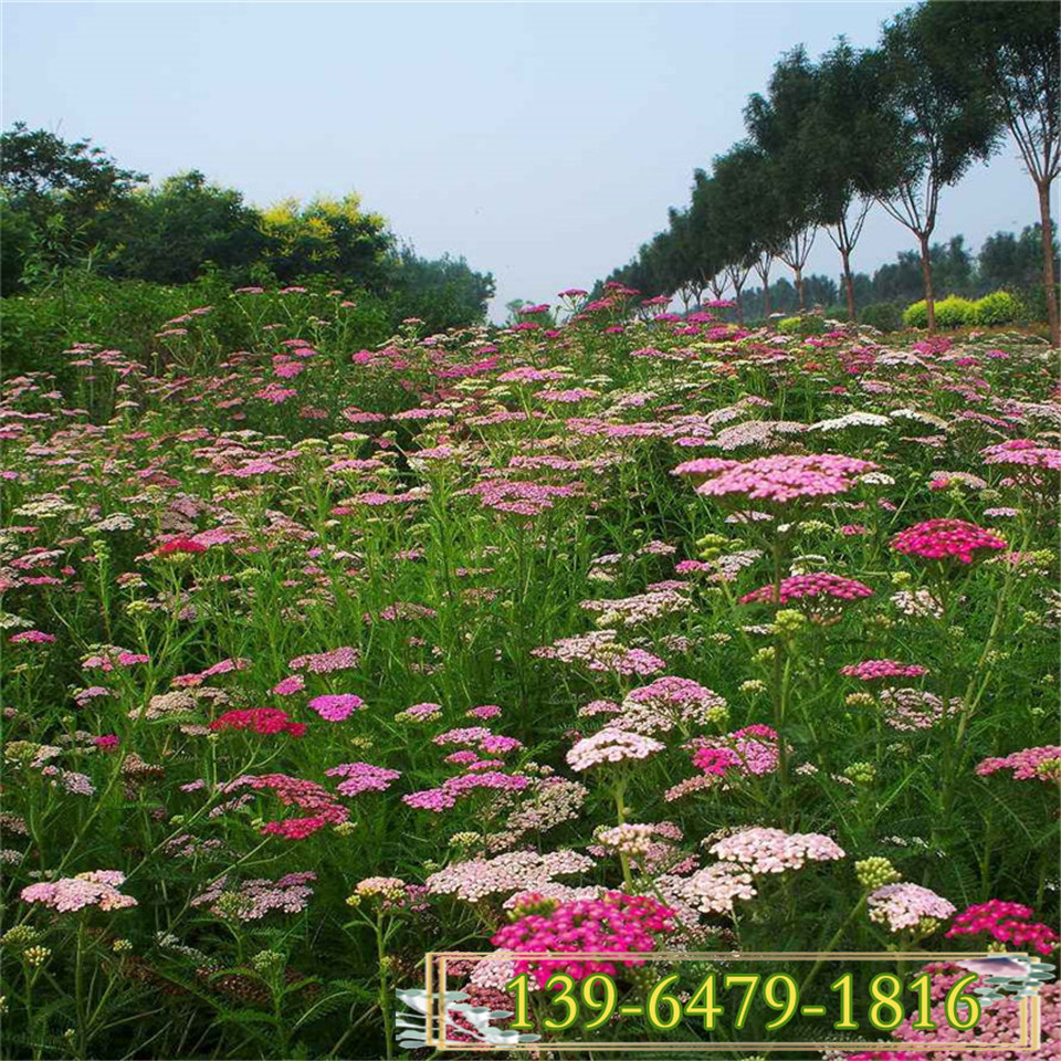 批发蓍草工程苗 营养钵蓍草价格 天津千叶蓍草小苗