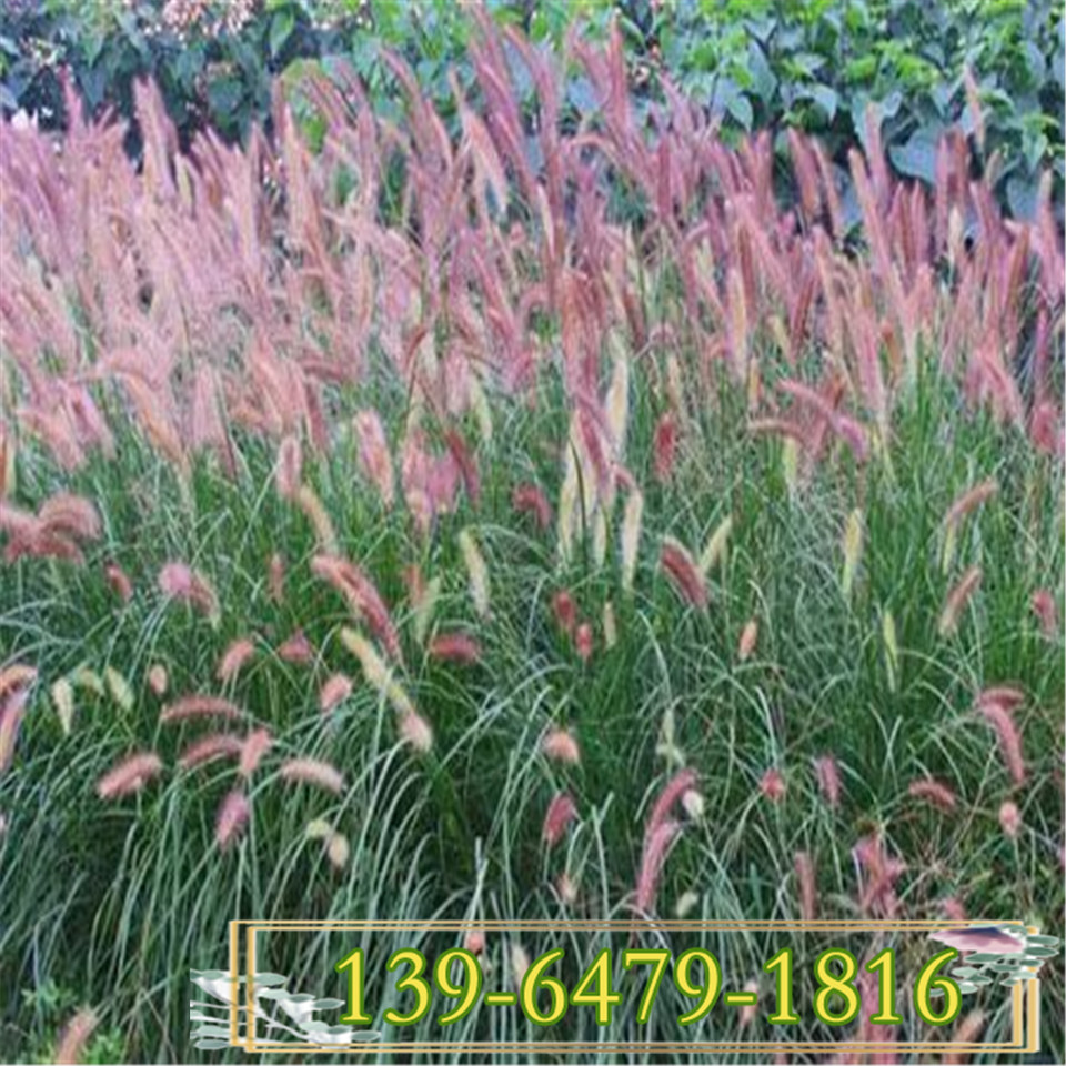 青州毛冠草小苗价格 毛冠草杯苗容器苗 山东糖蜜草杯苗量大从优