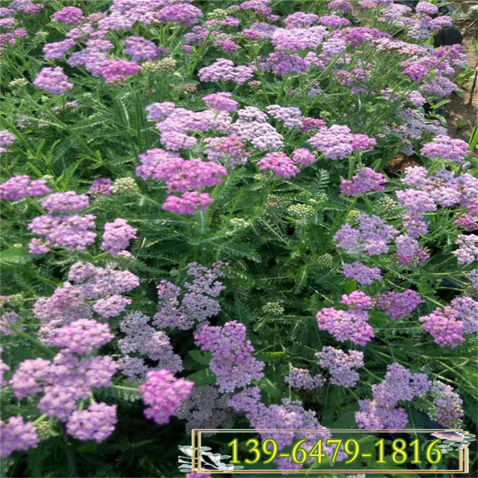 江西千叶蓍草盆栽小苗 多年生草本植物 西洋蓍草小皮桶